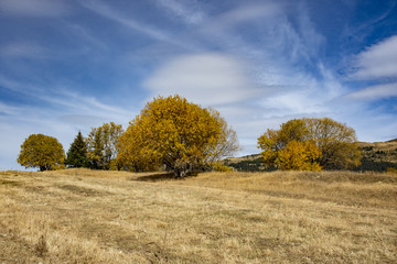 Autumn landscape at the morning park. Autumn leaves