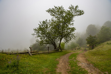 Autumn landscape at the morning park. Autumn leaves