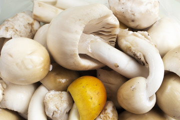 mushroom fresh tasty ingredient thailand closeup 