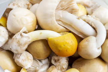 mushroom fresh tasty ingredient thailand closeup 