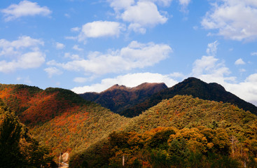 Lush colourful autumn forest of Taebaek Mountains, Gangwon-do, South Korea