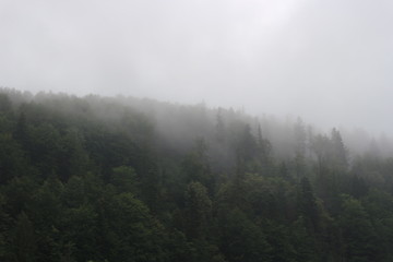 fog. mountain. soul. forest. tree