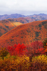 Lush colourful autumn forest of Taebaek Mountains, Gangwon-do, South Korea