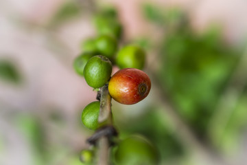 coffee tree beans plant closeup blur