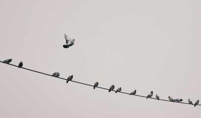 a bird flying away from wire on which other birds were sitting