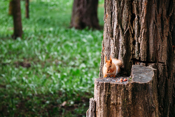 squirrels eat nuts on a stump in summer. place for textplace for text