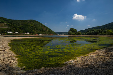 Fototapeta na wymiar Blaualgen im Rhein