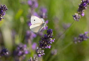 Butterfly on a lavender plant