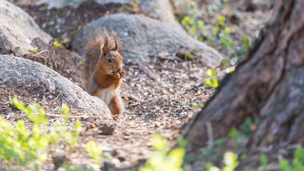 Red squirrel eating nuts