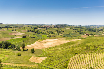 Landschaft mit Rebbergen im Piemont, Italien
