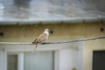 The dove sits on the wire in rainy weather 1