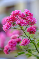 Bush of bright pink roses 2
