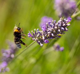 Bee hovering on lavender plant
