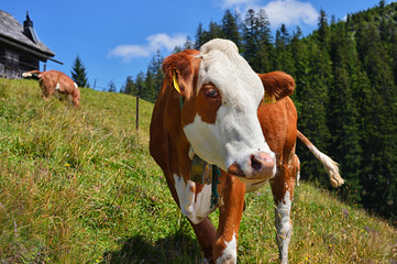 Kuh auf einer Almwiese