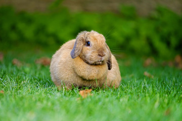 Portrait of a rabbit walking on the grass 5