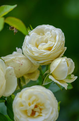 Bushy white roses in the garden 4