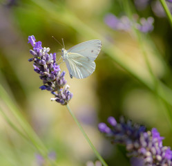 White butterfly in a lavender garden