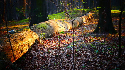 Jesień i drzewo © Marian