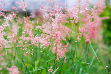 Natal grass, natal redtop, ruby grass (Melinis repens) flowers blooming in CU centenary park