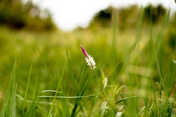 Pink cockscomb (Celosia argentea Linn.) flower blooming in CU centenary park with golden sunlight