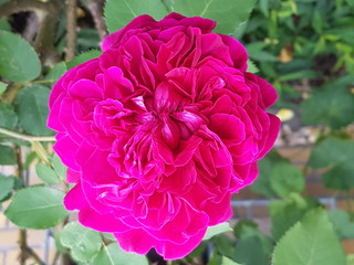 rosa pinke Rose Blüte