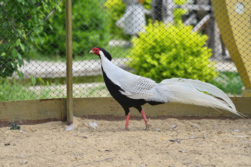 Beautiful silver pheasant