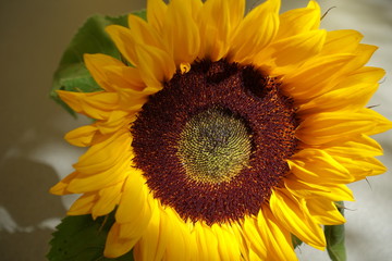 Obraz premium Sunflower