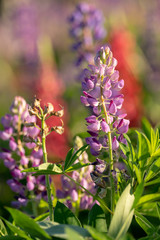 Close up of violet Lupin flowers in  the meadow