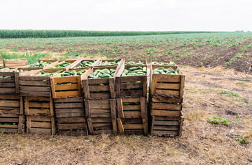 Many green cucumbers from the field collected in a wooden box. Organic food. Agriculture retail trade. Time to harvest