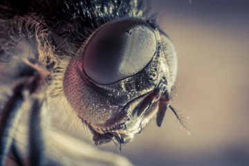 Fly