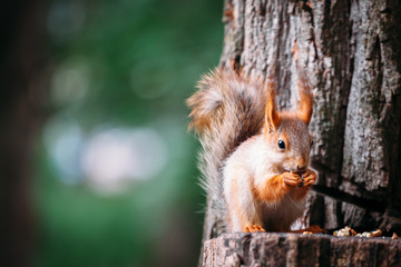 Cute ginger grey red squirrel eat nut in a park on a stump a tree in a public street. Copy space, empty for text.
the squirrel looks into the frame, to the camera.