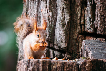 Cute ginger grey red squirrel eat nut in a park on a stump a tree in a public street. the squirrel looks into the frame, to the camera.
