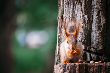 Cute ginger grey red squirrel eat nut in a park on a stump a tree in a public street. Copy space, empty for text.
the squirrel looks into the frame, to the camera.
squirrel looks straight