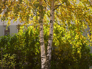 Beautiful golden golden birch foliage in the autumn transparent day
