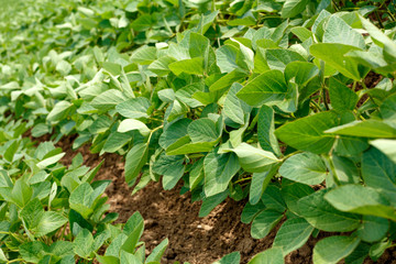 Fototapeta na wymiar young soybean field rows in summer.