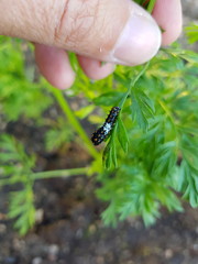 Schwalbenschwanz: Junge Rauper