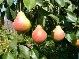 Large mature juicy pears on a branch