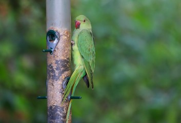 Ring Necked Parakeet on a feeder