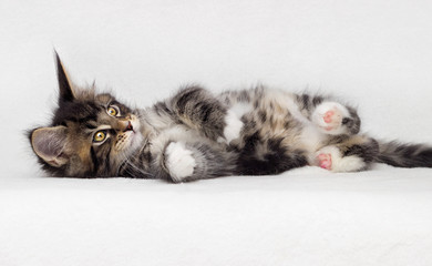 cute tabby kitten on white background