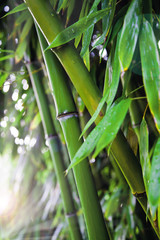 Fototapeta premium BAMBOU MOUILLÉ DÉTAIL