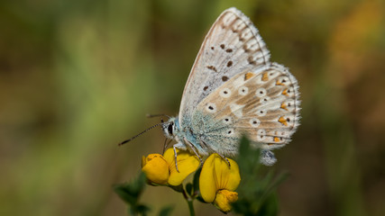 Obraz na płótnie Canvas Schmetterling (Bläuling) auf gelber Blume