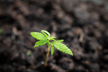 Baby cannabis plant. Vegetative stage of marijuana growing.