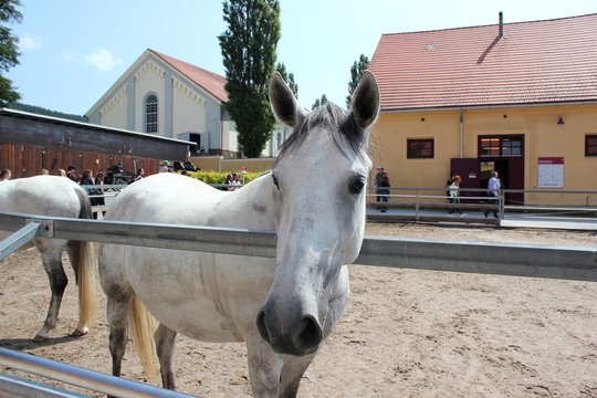 Lipizzanerstute in einer Koppel im Gest&uuml;t Piber
