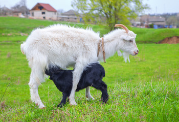 goat nursing a lamb