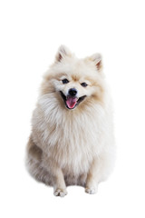 Obraz premium Smiling dog - the Pomeranian (often known as a Pom) is a breed of dog of the Spitz type. Isolated on white. Shallow focus.