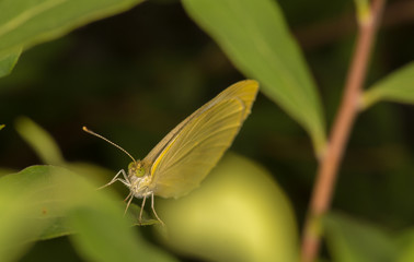Yellow butterfly hiding in the leafs