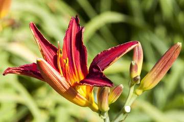 Fototapeta premium Hemerocallis 'Stafford' a spring flowering plant commonly known as daylily