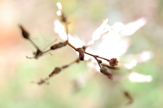 Abstract nature backgroun 