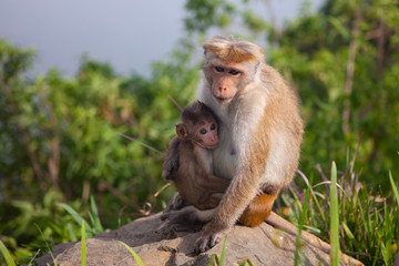 Fototapeta premium Zagraj w makaka