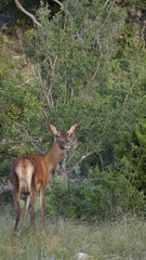 Naklejka na ściany i meble close up of a red deer doe in the wild